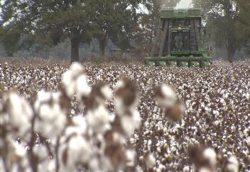 Cotton harvest nearly complete