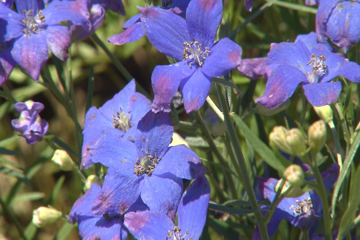 Diamonds Blue delphinium true blue Super Plant