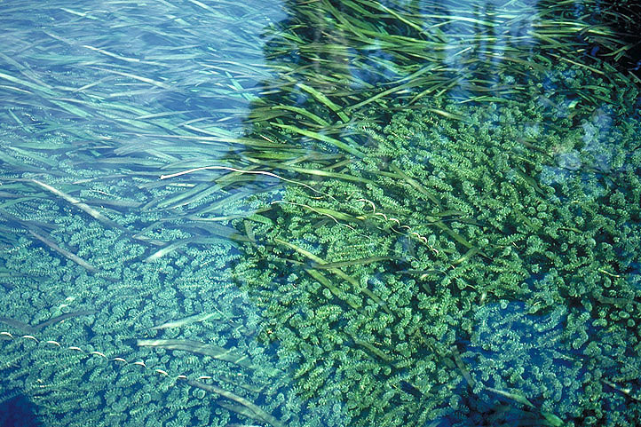 hydrilla plants