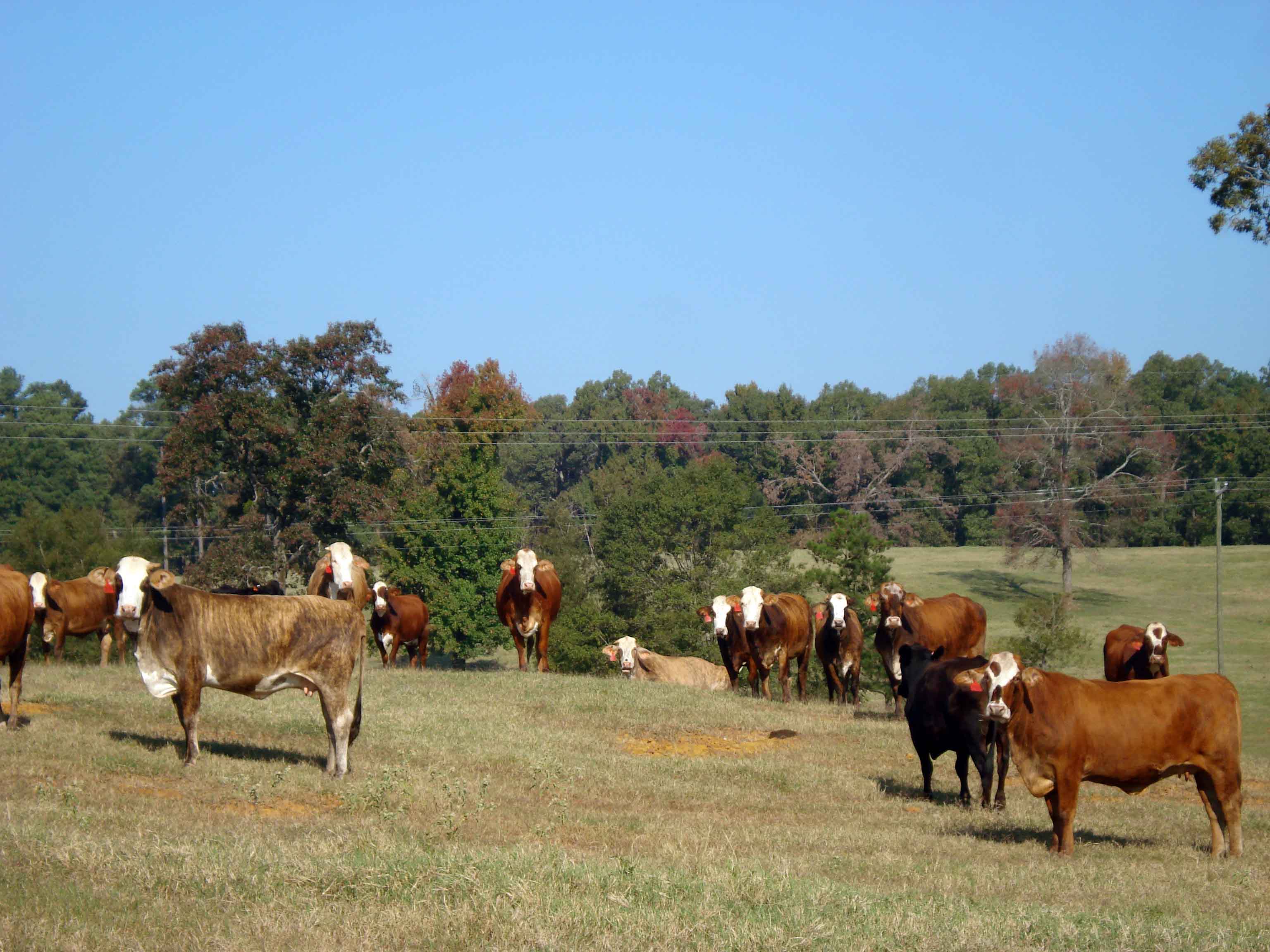 External and Internal Parasite Control for Cow-Calf and Stocker Beef
