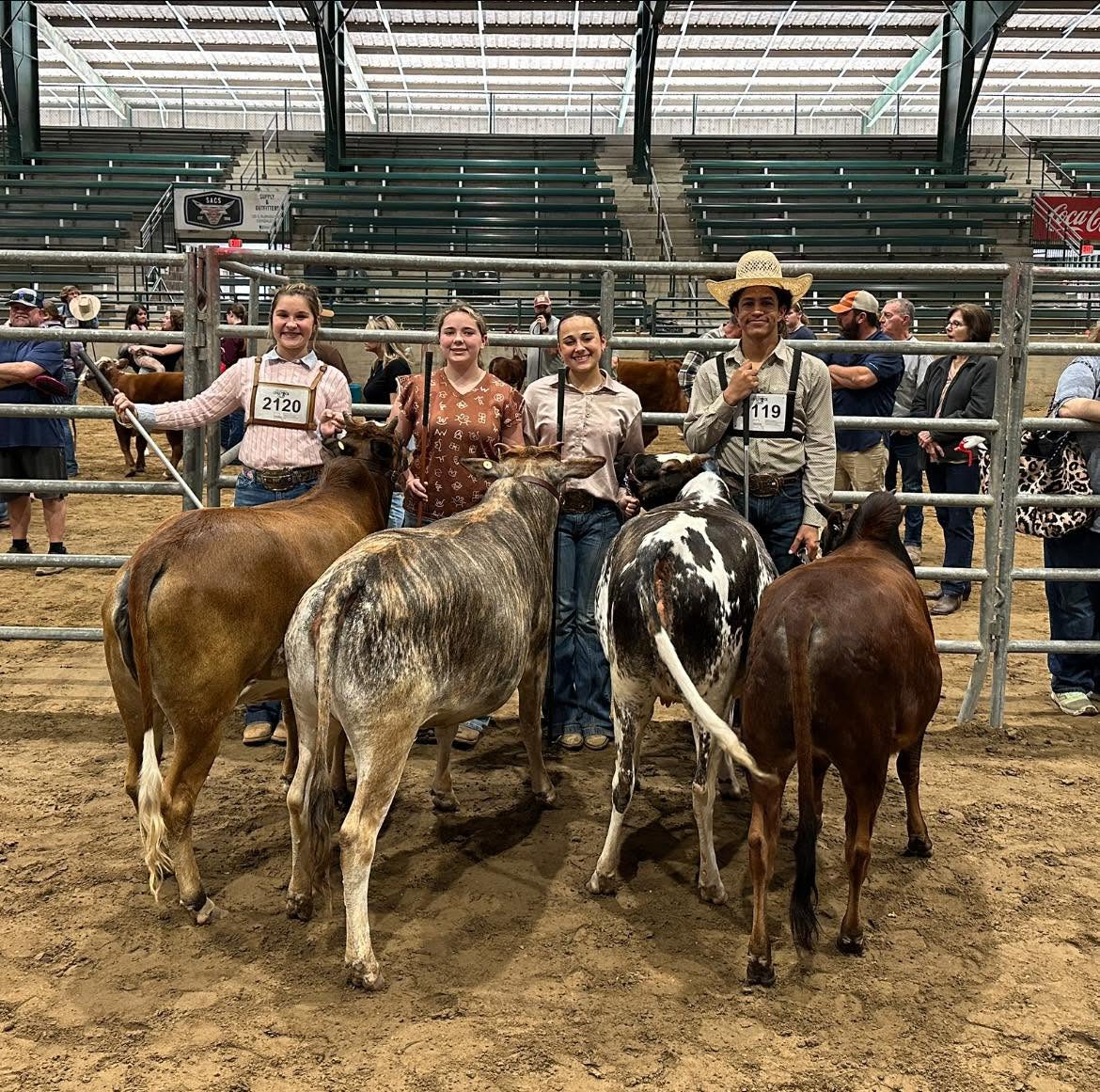 4-H members standing with cattle in a show arena during a livestock show