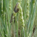 armyworms on wheat heads