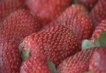 Unusual weather delays strawberry crop