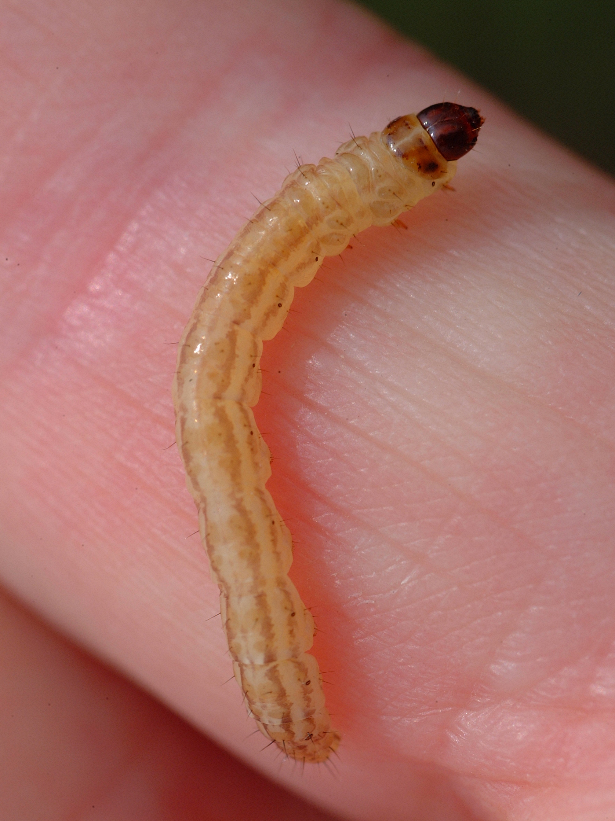 Rice Stalk Borer