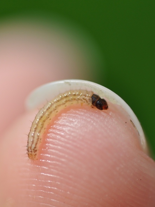 rsb larva