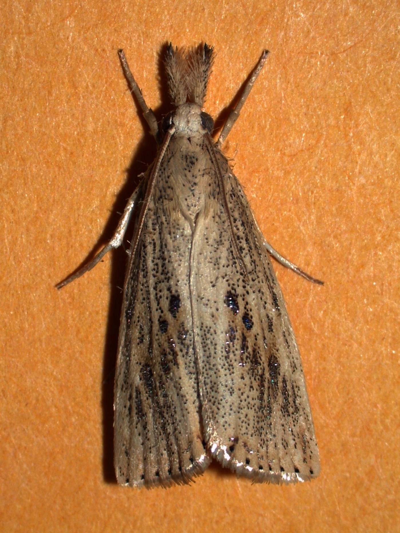 rsb moth