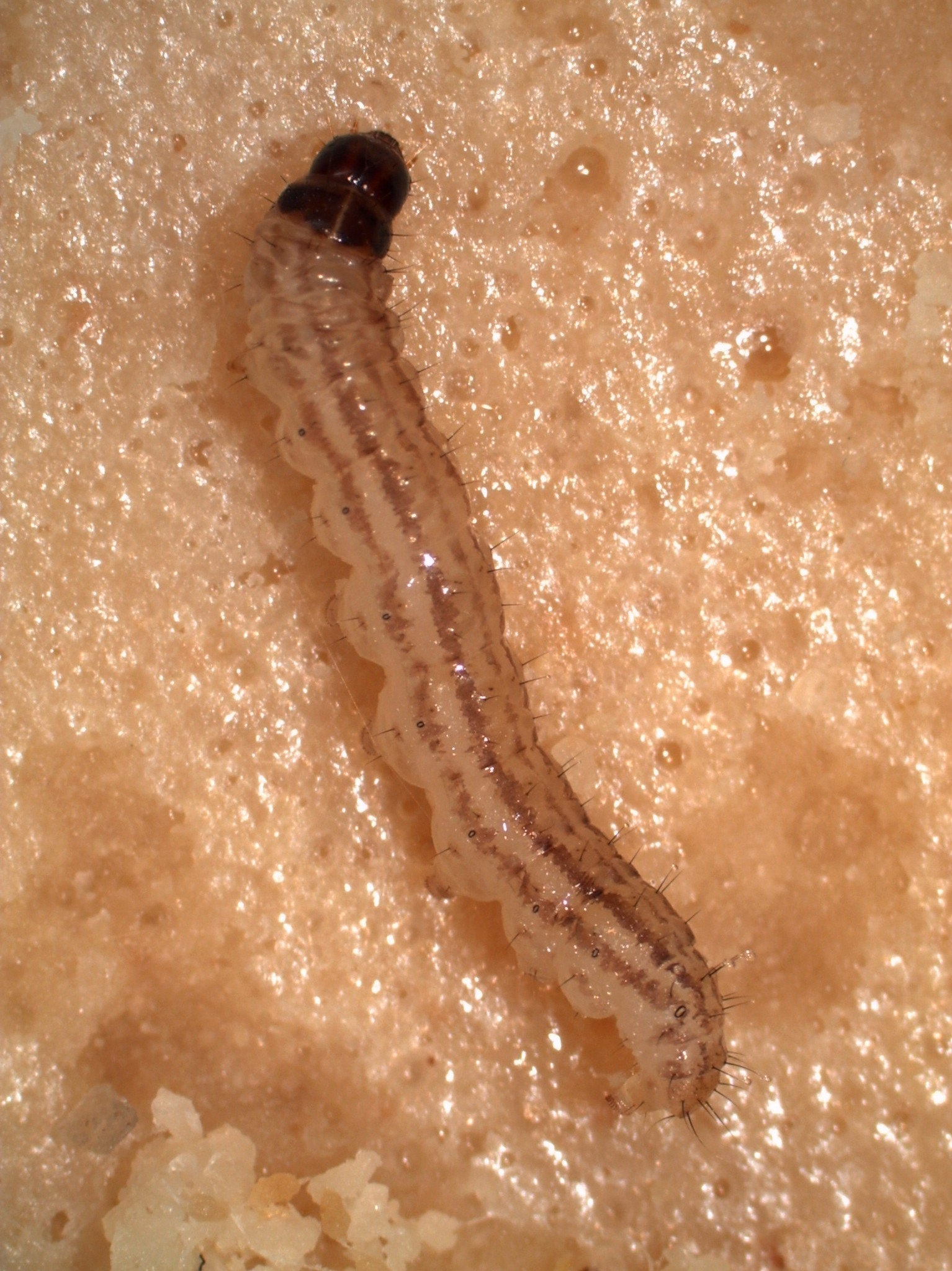 rsb larva