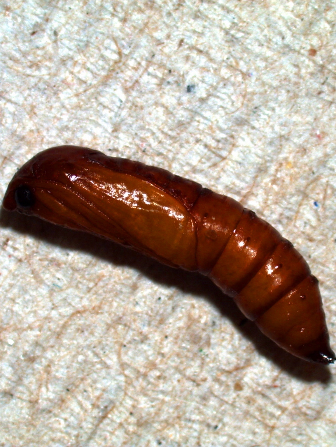 rsb pupa