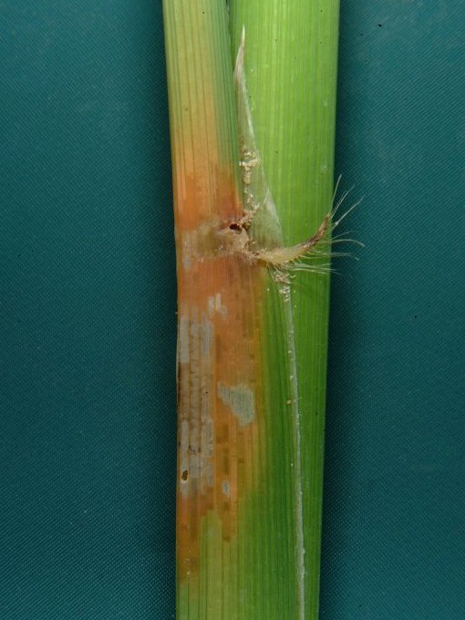 feeding signs