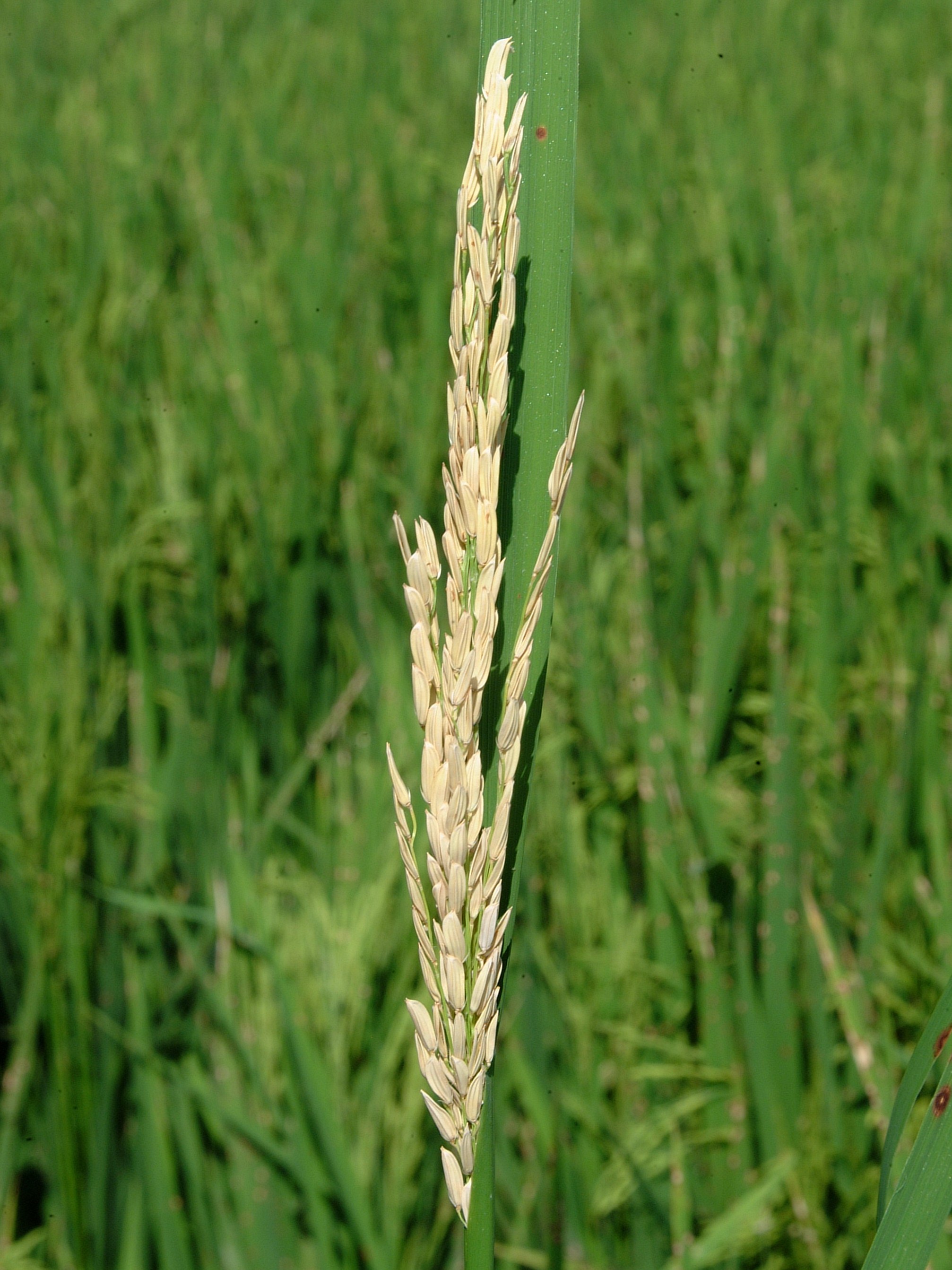 white head