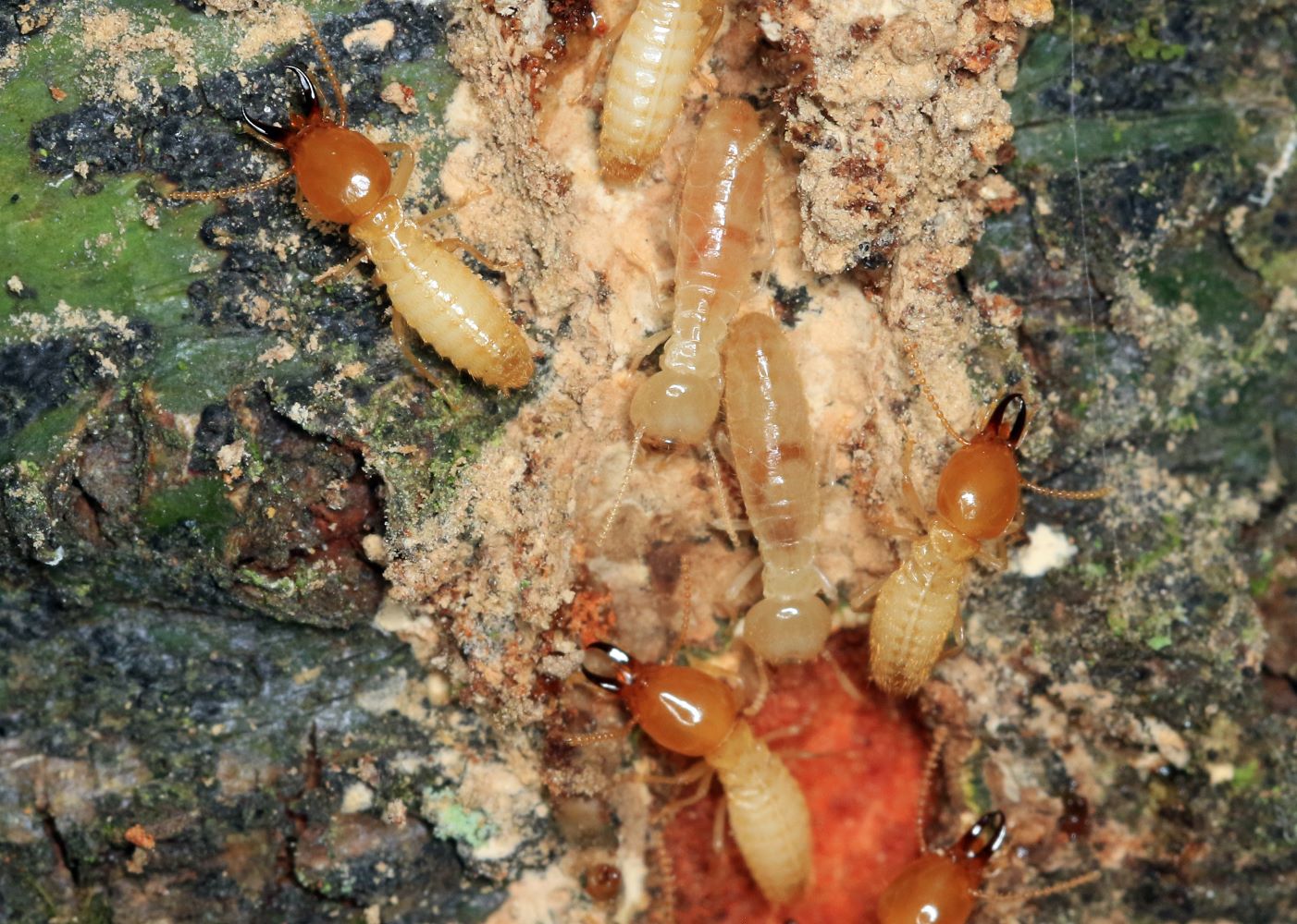 A few termite workers and soldiers in an opened tunnel.