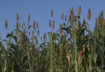 Audubon Sugar Institute is turning sweet sorghum into biochemicals