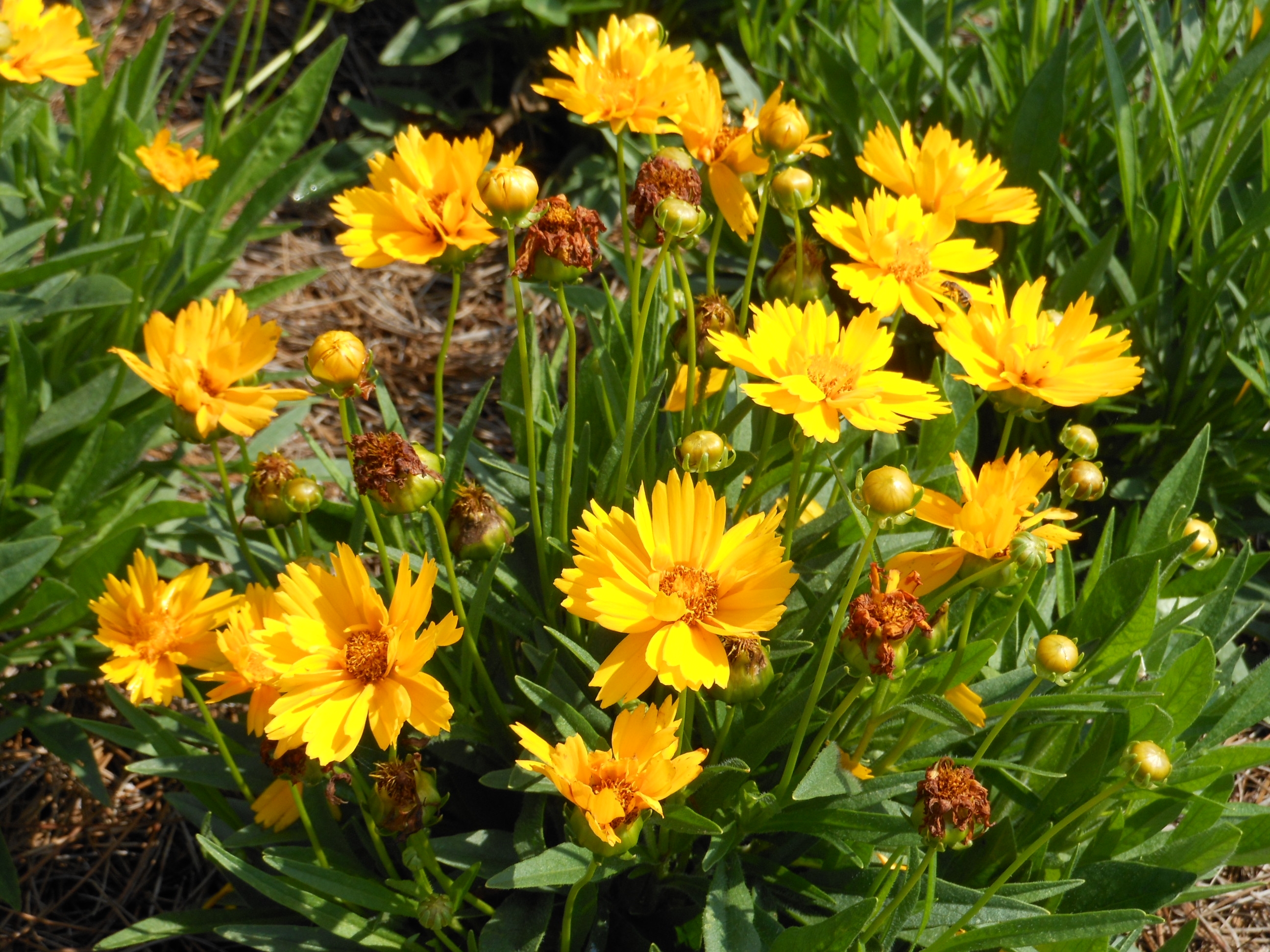 Coreopsis add color to the summer landscape