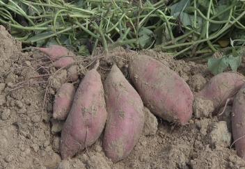 New sweet potato varieties on display at field day