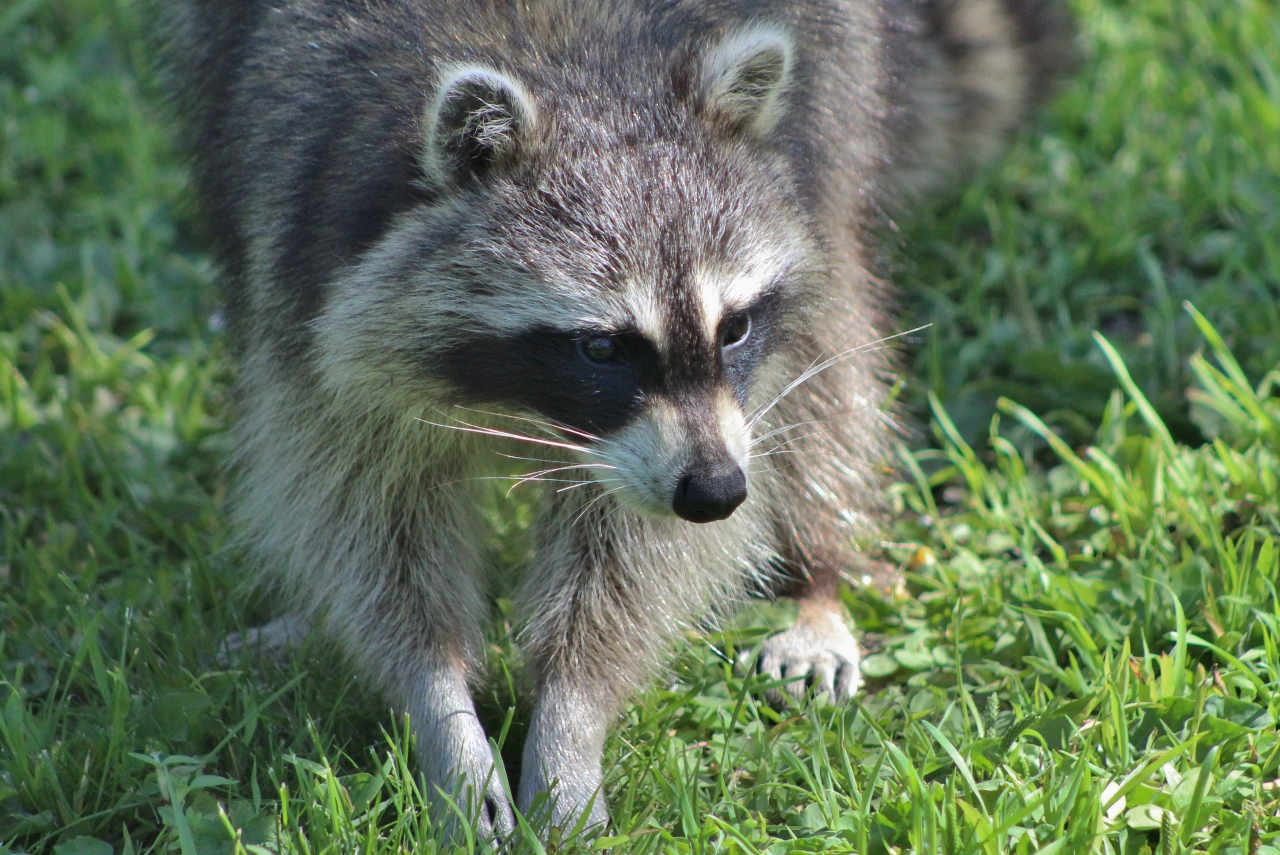 Wildlife