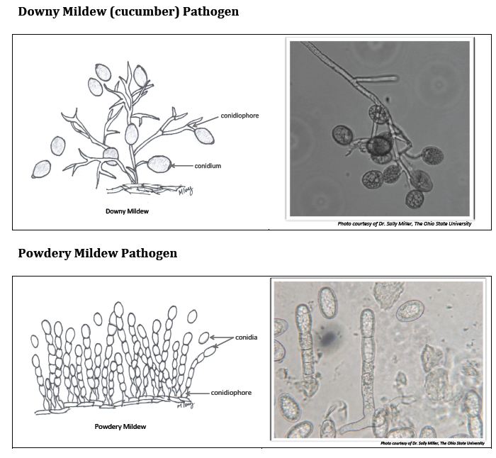 Downy Mildew (cucumber) Pathogen and Powdery Mildew Pathogen.