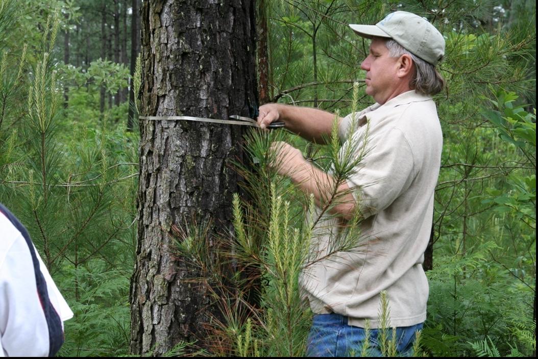 Cooperative Extension Agent Ricky Kilpatrick measuring tree growth.