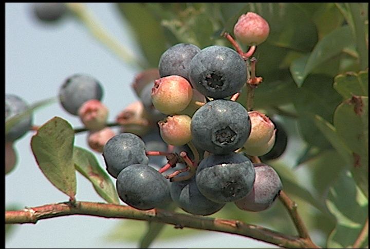 Louisiana blueberries are in season
