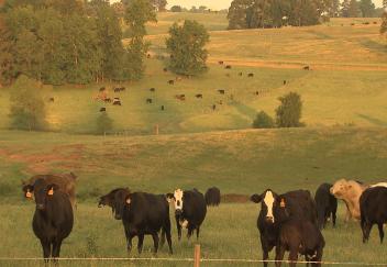 Beef prices rise as feed costs go up