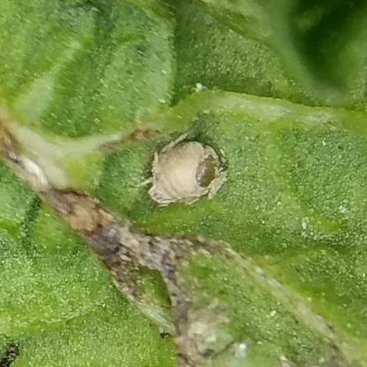 PhytoFindings: Parasitized Aphids on Mint