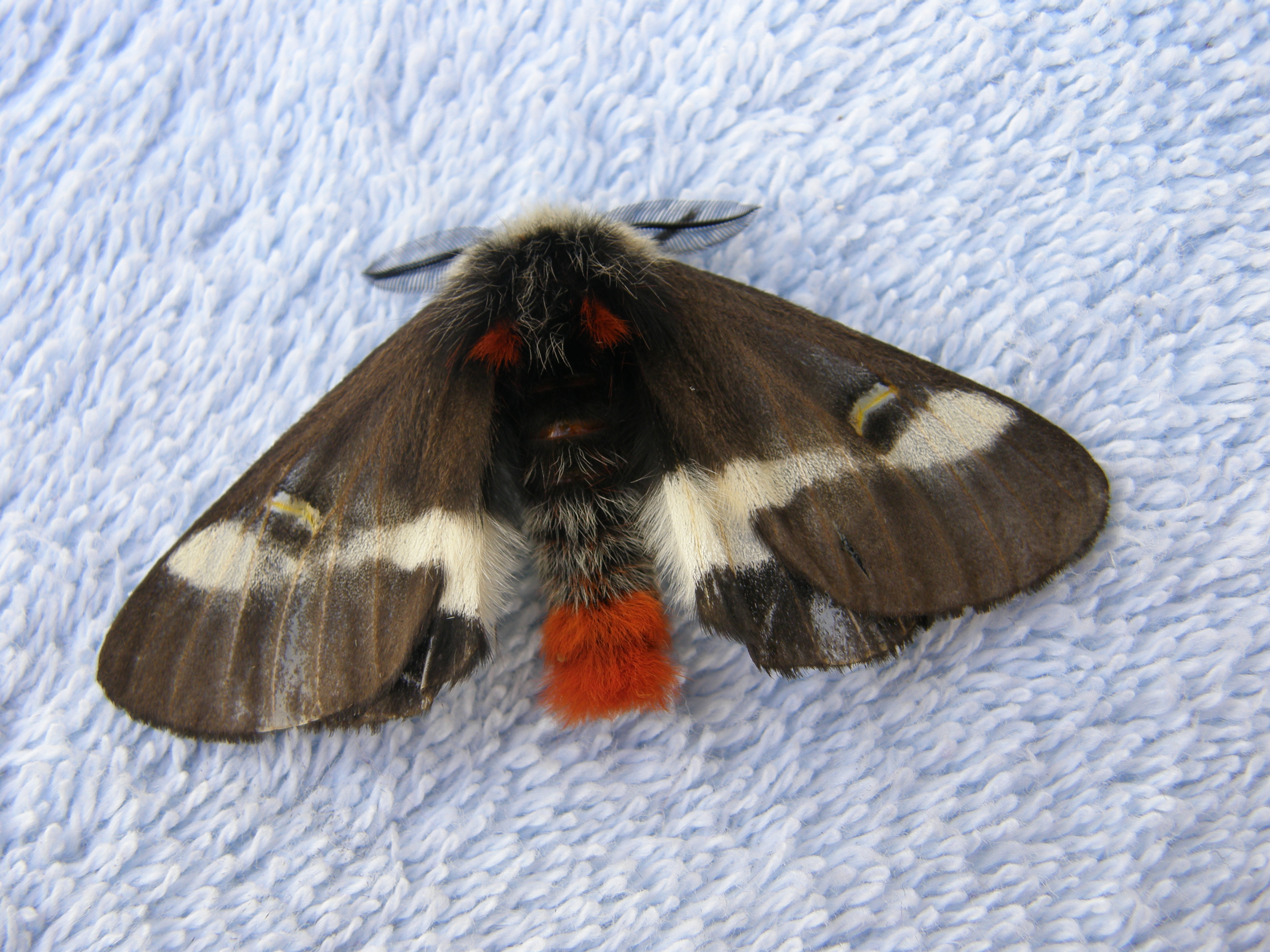 Buck Moths Laying Eggs