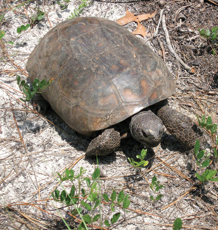 Genetics and Management of Birds, Reptiles and Mammals