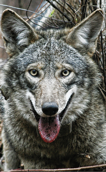 Red wolf