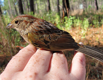 Bachman’s sparrow.