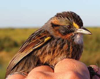 Seaside sparrow