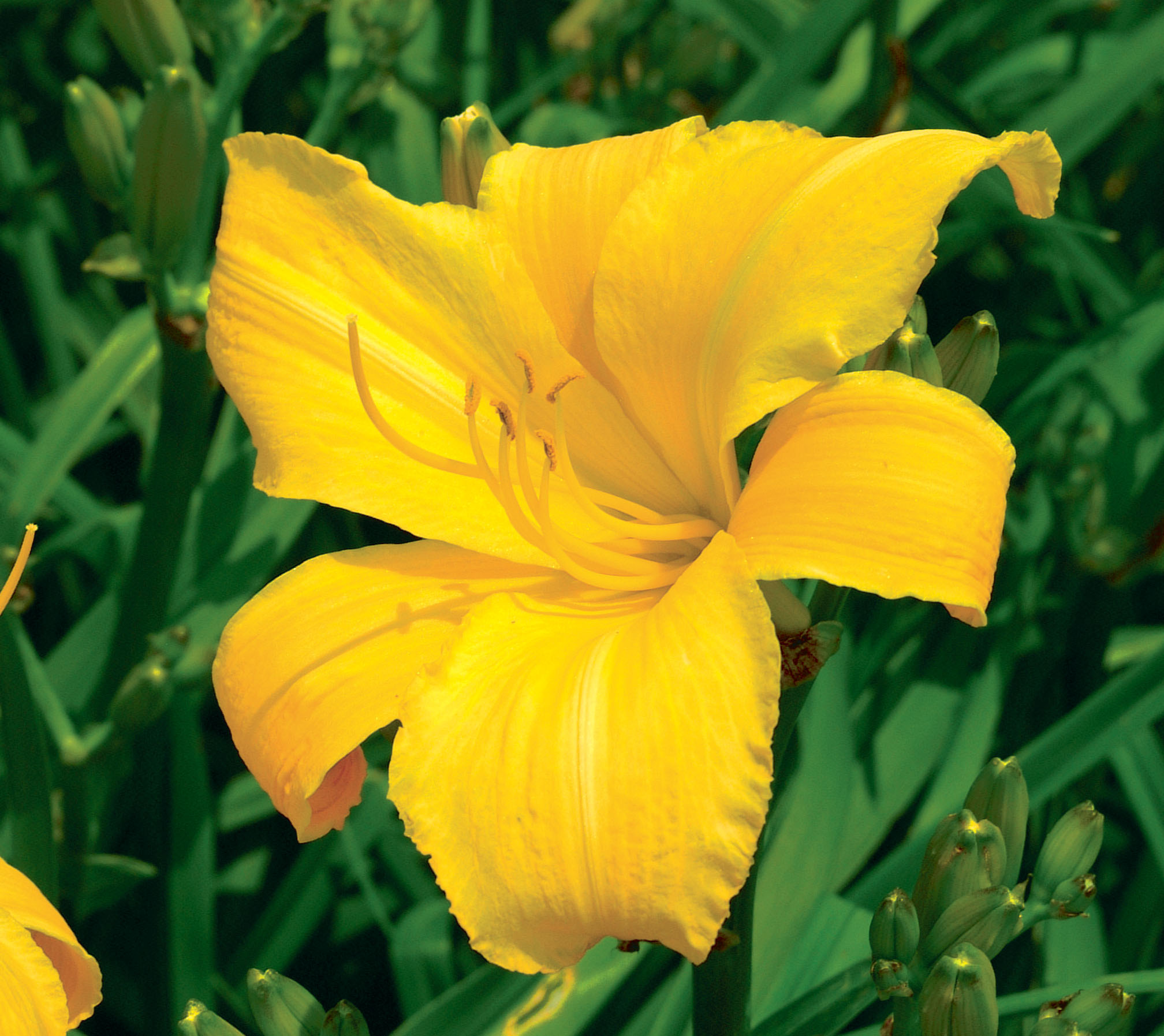 All-American Daylilies Chosen For 2006