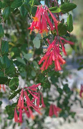 Photo of coral colored tubular flowers on a vine growing on a trellis.