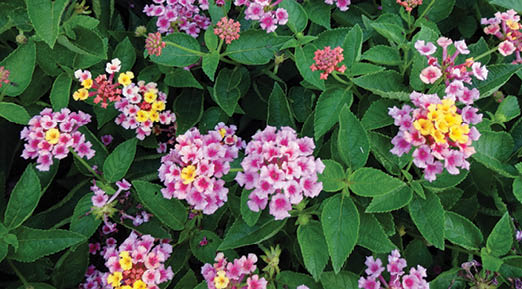 Lantana blooms and foliage.
