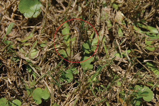 Photo of an armyworm on bermudagrass.