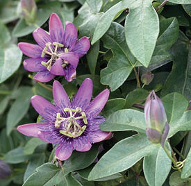 Photo closeup of two large, purple passion flowers on a vine.