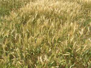 A view of a field heavily-infected with FHB.