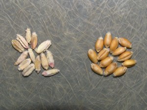 Diseased kernels vs. relatively healthy kernels 
