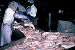 Protamine and Collagen, Two Value-added Products from Louisiana Seafood Processing Facilities
