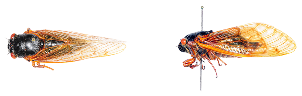Close-up of Magicicada tredecim species of cicada insect.