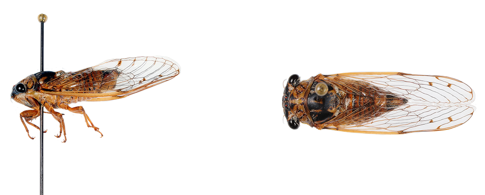 Close-up of Pacarina puella species of cicada insect.