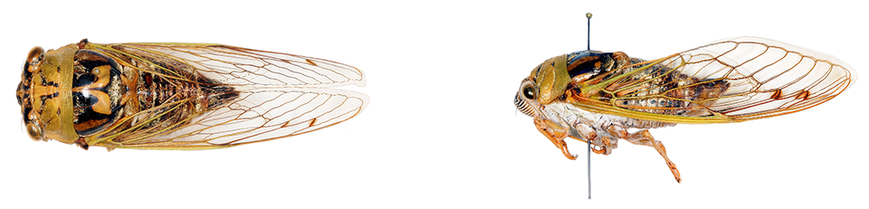 Close-up of Megatibicen resh species of cicada insect.