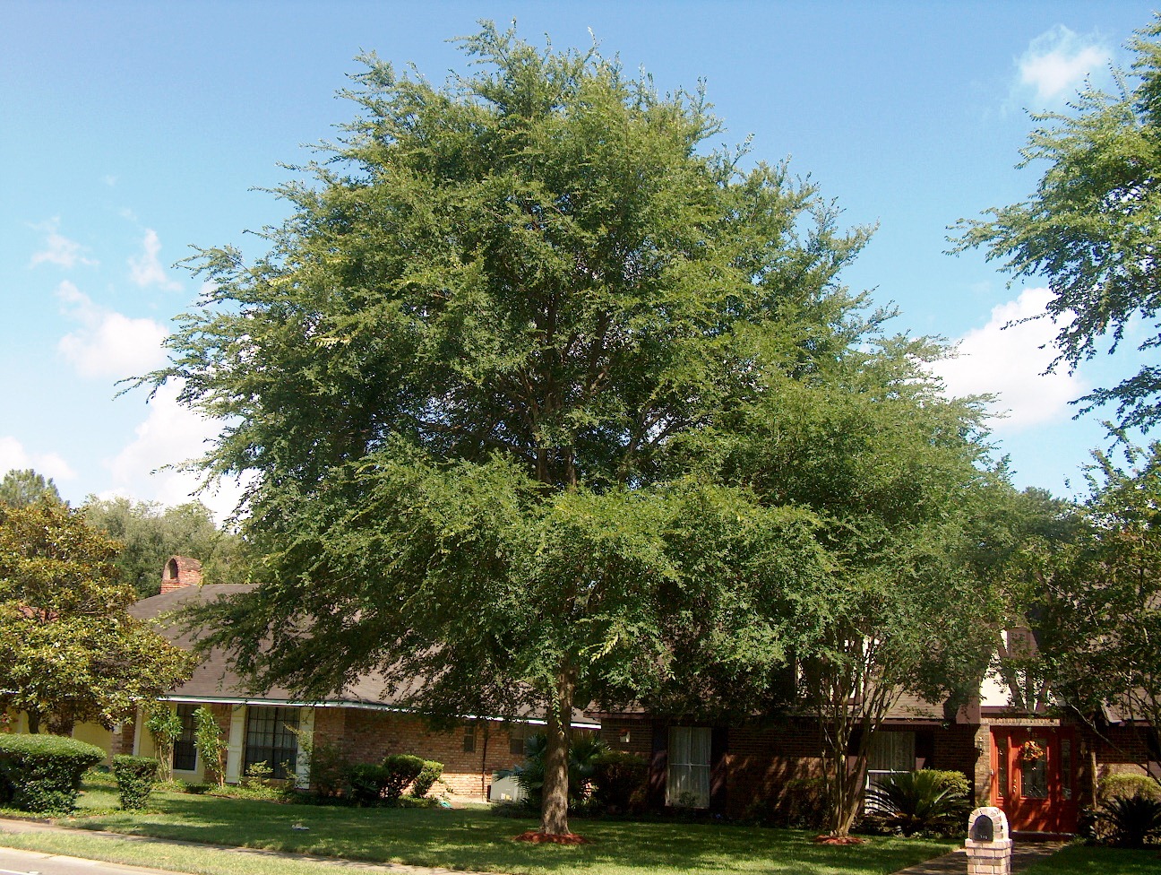 Shade trees reduce summer cooling bills