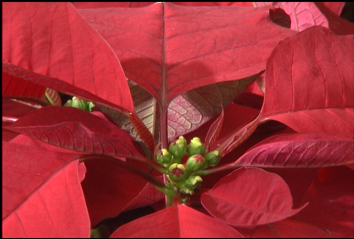 Proper care for poinsettias
