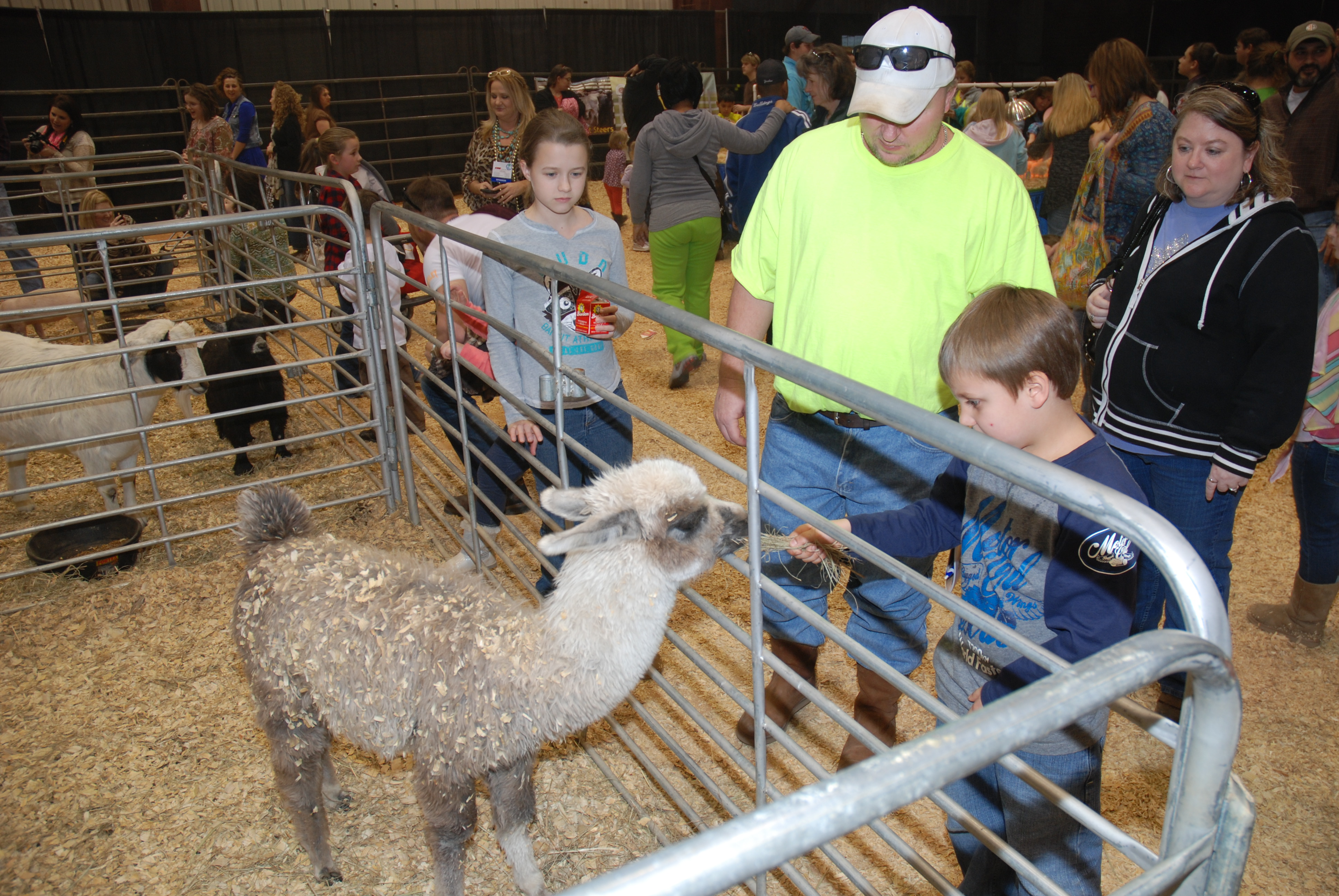 Feeding llama
