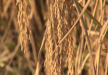 Row rice cultural practice increasing in northeast Louisiana