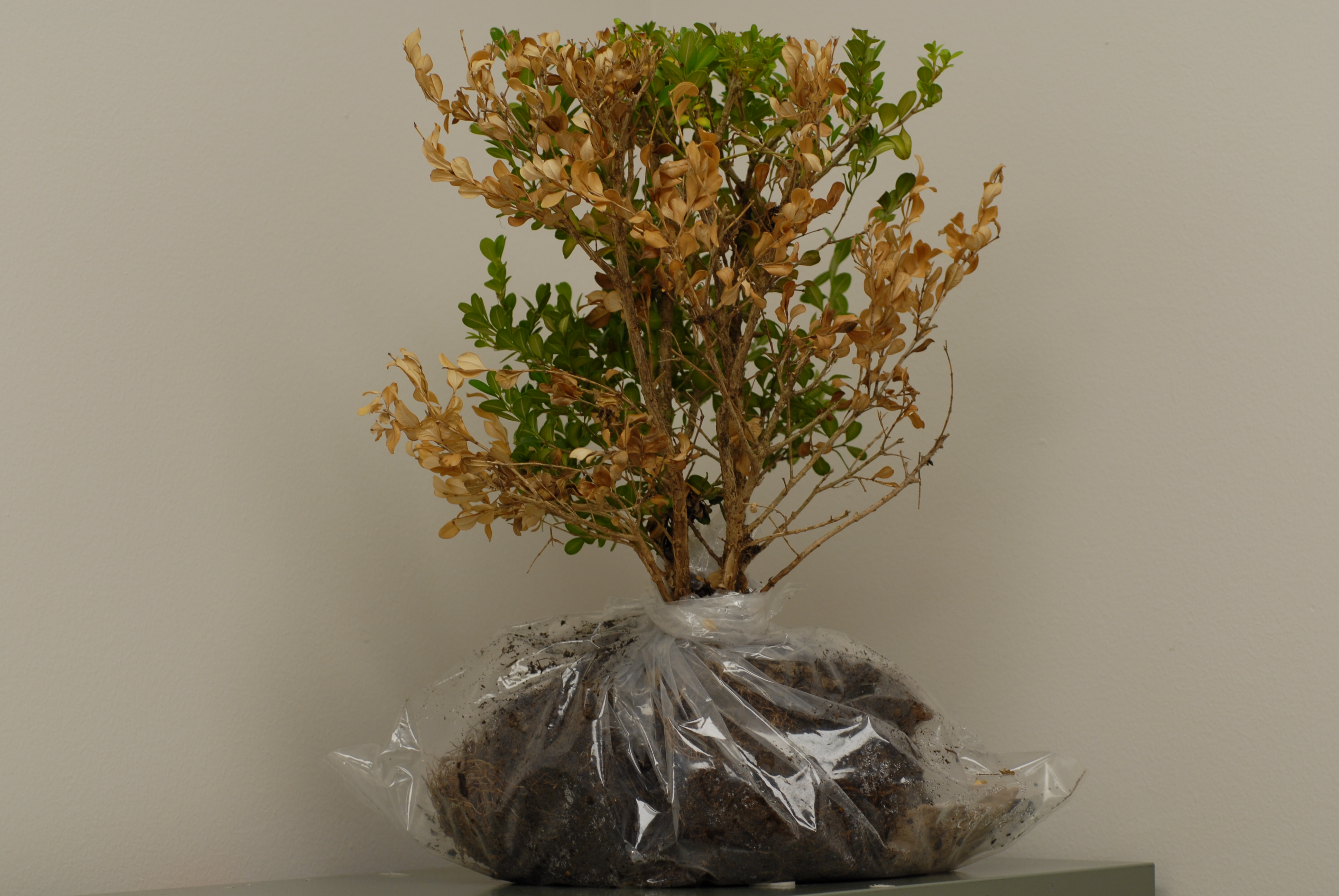 LSU AgCenter Soil Disease Insect and Nematode Labs