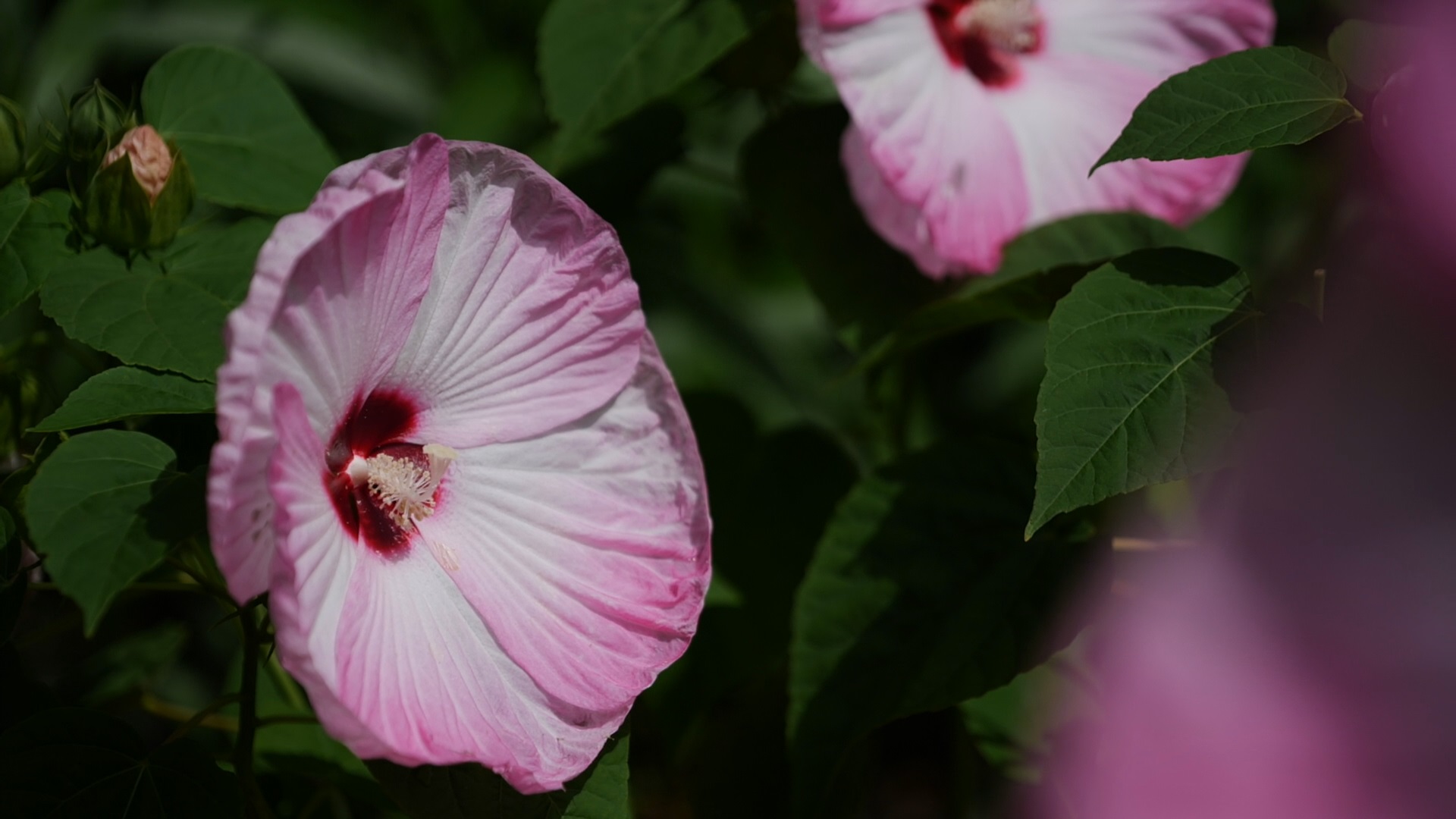 Get It Growing: Hardy hibiscus has giant, colorful flowers