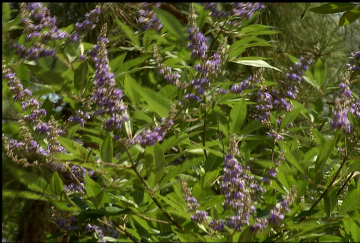 La. Super Plant Shoal Creek vitex is beautiful shrub/tree