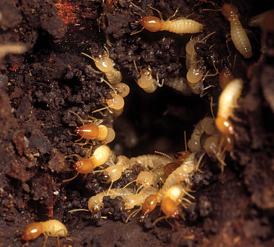 Formosan Subterranean Termite management in the French Quarter