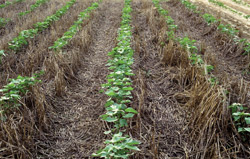 Conservation Tillage, Cover Crops BMPs for Cotton