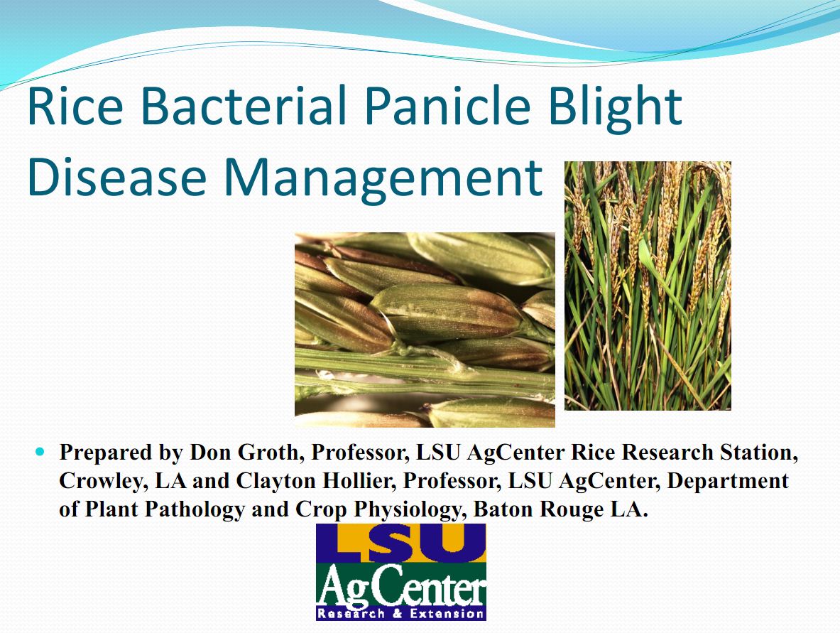 Rice Bacterial Panicle Blight Management 2012